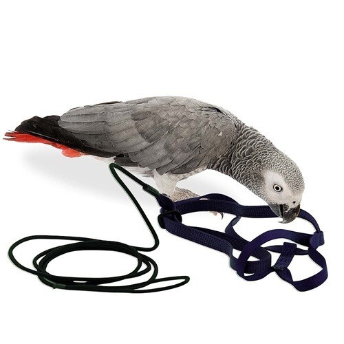 The aviator parrot - parrot, harness