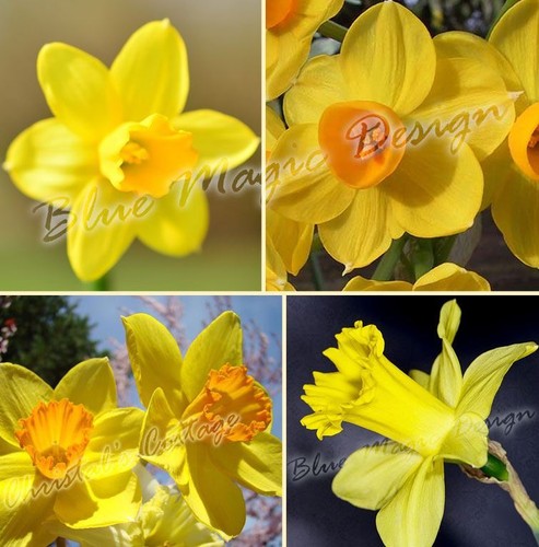 20kg mix 4varieties yellow - 4varieties,