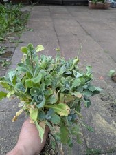 Arabis alpina rockery plants - alpina,