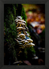 Mushrooms on Tree Trunk Framed