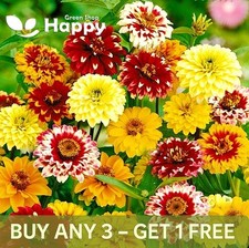 Zinnia - Persian Carpet mixed