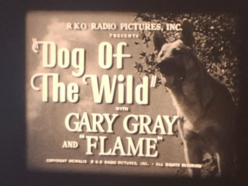 Dog the wild - of, 16mm
