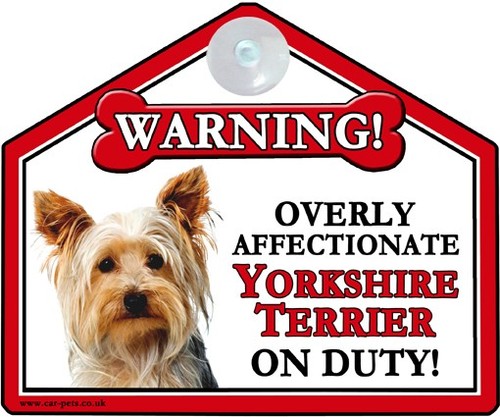 Yorkshire terrier dog lover - terrier,