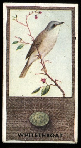 Tobacco card godfrey phillips - tobacco, card,godfrey