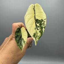 Alocasia Dragon Scale Albo -