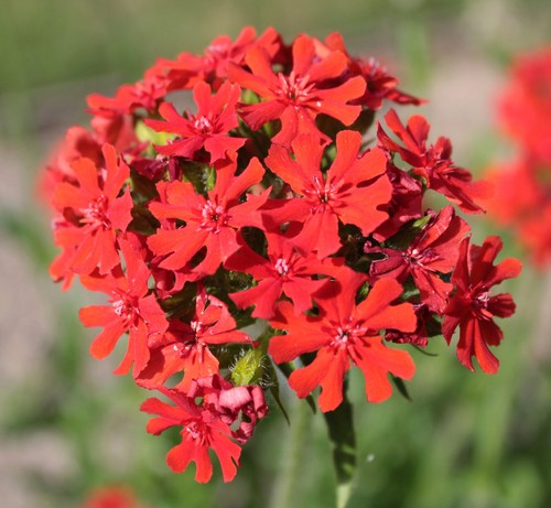 Lychnis chalcedonica - 4x,