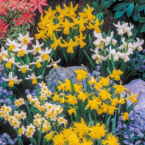 Mini daffodil bulbs mixed - mini,
