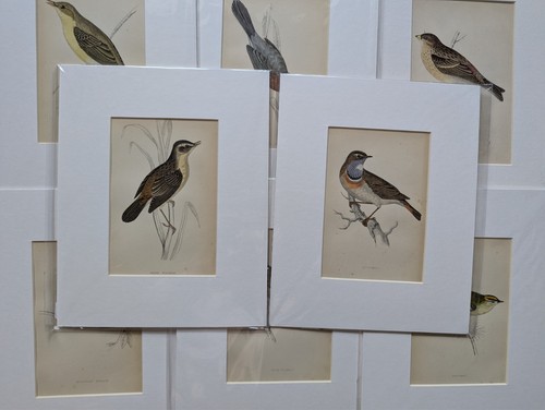 Antique bird print 19thc - bird,