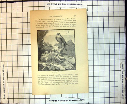 Antique old print peregrine - antique,