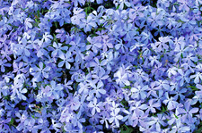 Phlox divaricata 'Clouds of