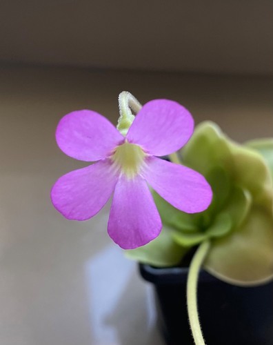 Pinguicula sethos - “sethos”,