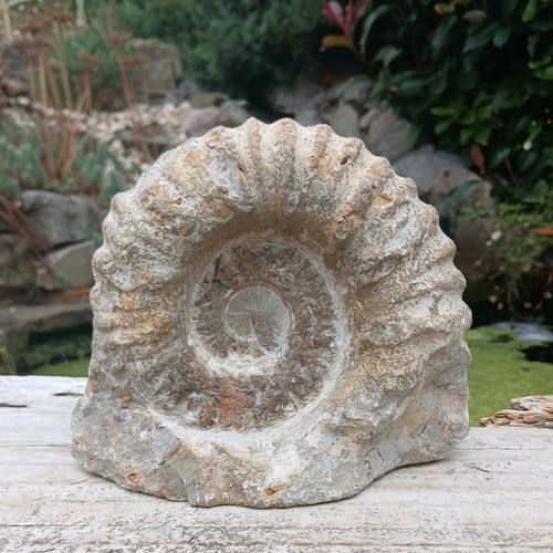 Large fossil ammonite - large,