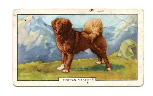 Gallaher cigarette card - card,