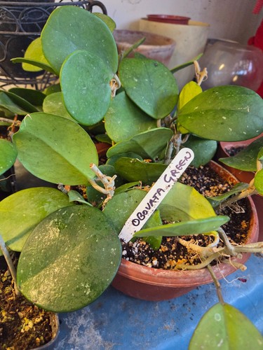 Hoya obovata green small - ,,