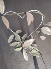 Very Rare Hoya Wilbur Graves