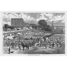 NORWICH The Castle & Cattle