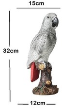 African Grey Parrot Bird