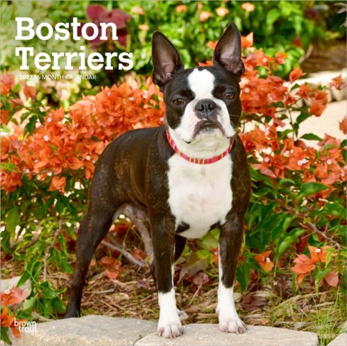 Boston terriers 2027 - boston,