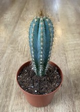 Pilosocereus azureus blue - pilosocereus, ‘blue