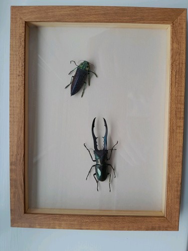 Beautiful taxidermy framed - beautiful,