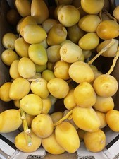 Fresh Yellow Bariya Dates 1kg - Quality Fresh Yellow Dates - Crunchy Sweet Yum !