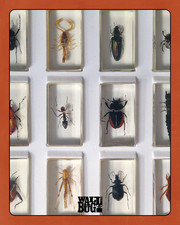 Insect Taxidermy Specimens -