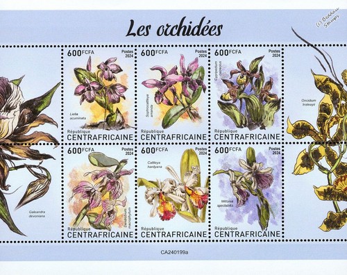 Orchids orchid wild - /,