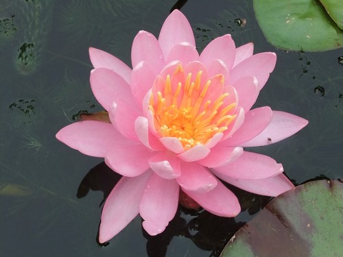 Pretty pink nymphaea water - pink,