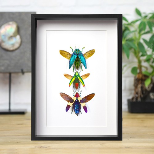 Jewel beetle collection insect - collection,