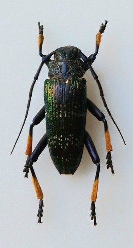 Tmesisternus species unique - species,
