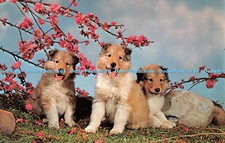 R292338 Collie Pups Upper Michigan Card George M Houghton 1979