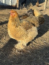 Black Laced Buff Brahma
