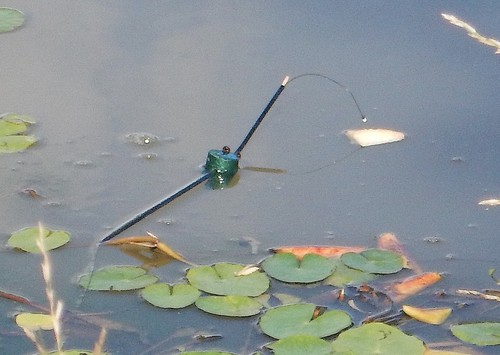 Carp float fishing - float,