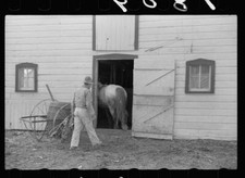 Leading horses to the barn