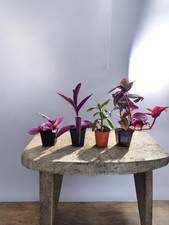 Set Of Mini House Plants