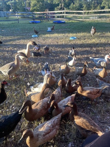 Assorted fertile duck - assorted,