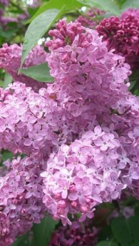 Heather lilac seeds tree - lilac,
