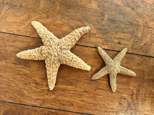 Natural dried starfish - natural,
