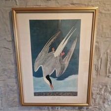 Vintage john audubon framed - john,