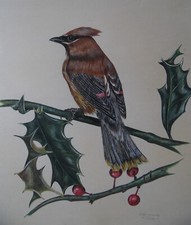 Cedar Waxwing on Holly, Bird