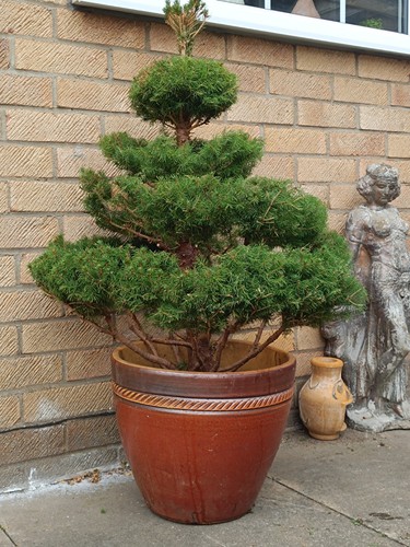 3ft topiary tree walnut - topiary,