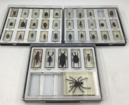 Real life bugs and - bugs, insects