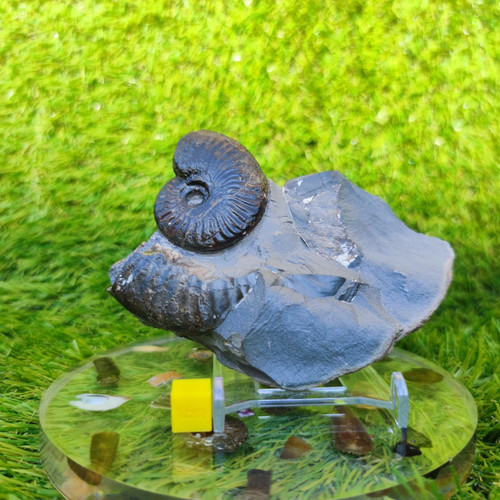 Pseudolioceras ammonite fossil