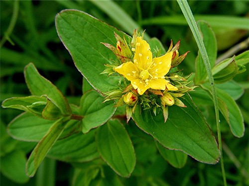 Johns wort live water plant - johns,