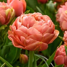 Tulip Copper Image Flower