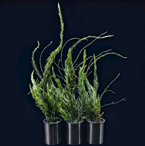 Oxygenating pond plant - pond,