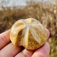 Fossil Sea Urchin –Natural