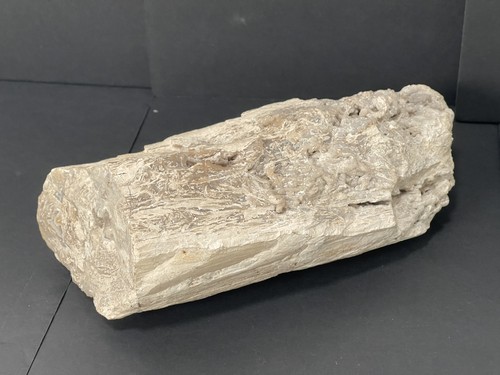Petrified wood log - petrified, 22cm