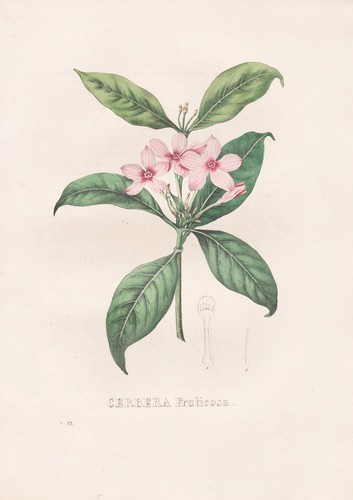 Cerbera fruticosa madagascar - cerbera,