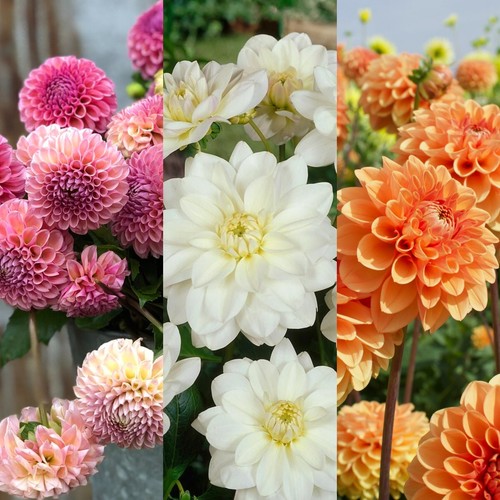 Dahlia piccolo bedding plants - dahlia,